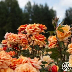 About Face™ -Lovely Rose Shop About Face 02