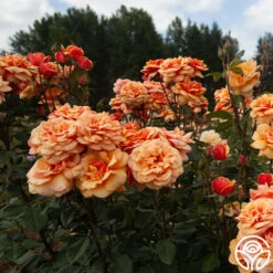 About Face™ -Lovely Rose Shop About Face 03