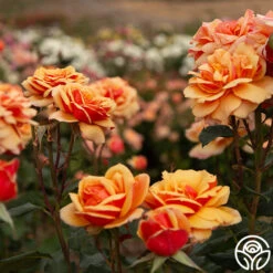 About Face™ -Lovely Rose Shop About Face 05