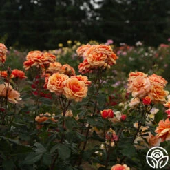 About Face™ -Lovely Rose Shop About Face 06