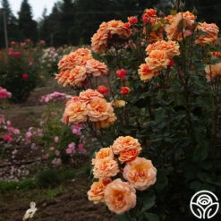 About Face™ -Lovely Rose Shop About Face 07