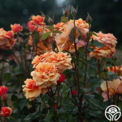 About Face™ -Lovely Rose Shop About Face 08