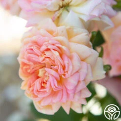 Alchymist -Lovely Rose Shop Alchymist 12