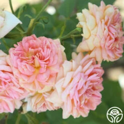 Alchymist -Lovely Rose Shop Alchymist 13