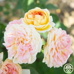 Alchymist -Lovely Rose Shop Alchymist 14