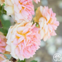 Alchymist -Lovely Rose Shop Alchymist 17