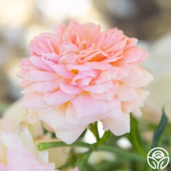 Alchymist -Lovely Rose Shop Alchymist 18