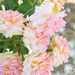 Alchymist -Lovely Rose Shop Alchymist 19