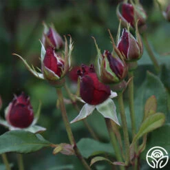 Alec's Red® -Lovely Rose Shop Alec s Red 11