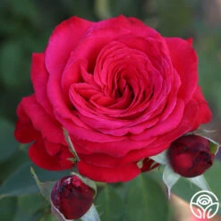Alec's Red® -Lovely Rose Shop Alec s Red 21