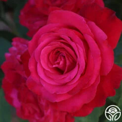 Alec's Red® -Lovely Rose Shop Alec s Red 23