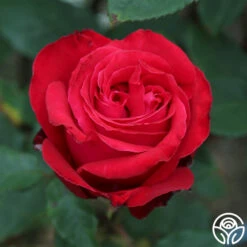 Alec's Red® -Lovely Rose Shop Alec s Red 37