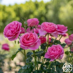 All Dressed Up™ -Lovely Rose Shop All Dressed Up 1