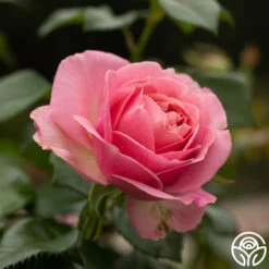 All Dressed Up™ -Lovely Rose Shop All Dressed Up 4