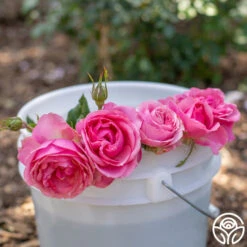 All Dressed Up™ -Lovely Rose Shop All Dressed Up 5