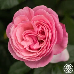 All Dressed Up™ -Lovely Rose Shop All Dressed Up 6