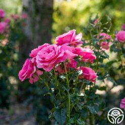 All Dressed Up™ -Lovely Rose Shop All Dressed Up2