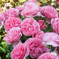 All Dressed Up™ -Lovely Rose Shop All Dressed up 2