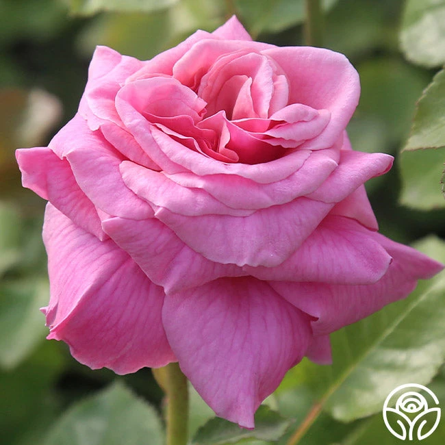 Aloha 4 Aloha - Image 2