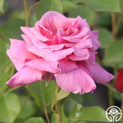 Aloha 11 Aloha -Lovely Rose Shop Aloha 12