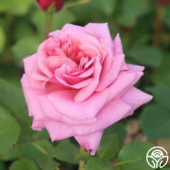 Aloha 10 Aloha -Lovely Rose Shop Aloha 13