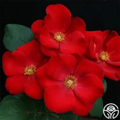 Altissimo® -Lovely Rose Shop Altisimo 111