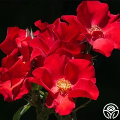 Altissimo® -Lovely Rose Shop Altisimo 112