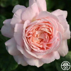 Amazing Grace™ 27 Amazing Grace™ -Lovely Rose Shop Amazing Grace 221