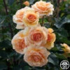 Anne Harkness® 1 Anne Harkness® -Lovely Rose Shop Anne Harkenss 03