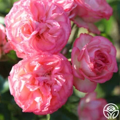 Antique -Lovely Rose Shop Antique 6 c8e8174f d0c5 446b a3ea 3696fc8bbf19