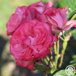 Antique -Lovely Rose Shop Antique 7 e9737f66 85f5 4e2f b8cc 314dfc3dce92