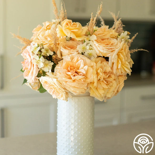 Apricots N' Cream™ 4 Apricots N' Cream™ - Image 2