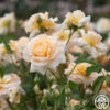 Apricot Nectar™ -Lovely Rose Shop Apricot Nectar 01