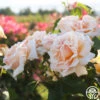 Apricots N' Cream™ -Lovely Rose Shop Apricots N Cream 11