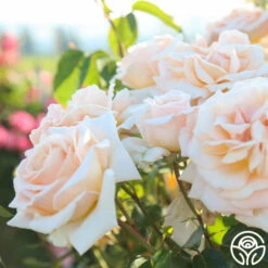 Apricots N' Cream™ 21 Apricots N' Cream™ -Lovely Rose Shop Apricots N Cream 14