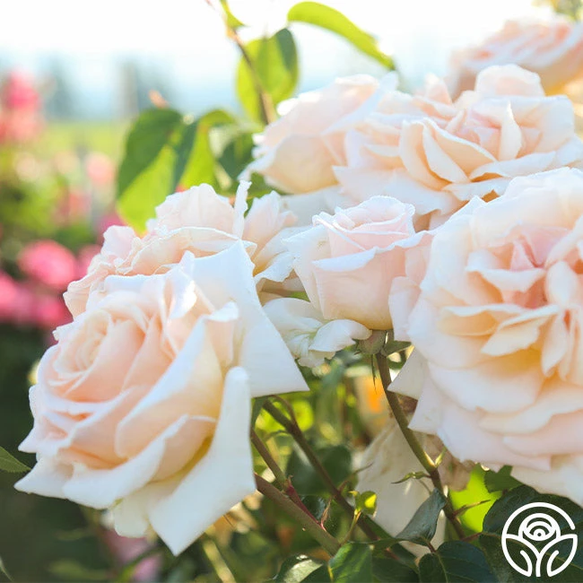 Heirloom Roses -Lovely Rose Shop Apricots N Cream 14