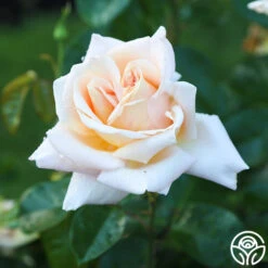 Apricots N' Cream™ 29 Apricots N' Cream™ -Lovely Rose Shop Apricots N Cream 16