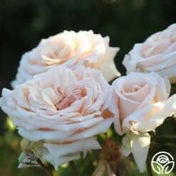 Apricots N' Cream™ 26 Apricots N' Cream™ -Lovely Rose Shop Apricots N Cream 19