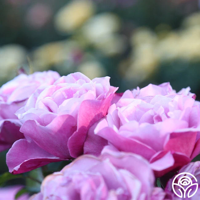 Barbra Streisand 7 Barbra Streisand - Image 5