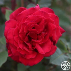 Because She Served® -Lovely Rose Shop Because She Served 015