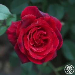 Because She Served® -Lovely Rose Shop Because She Served 016