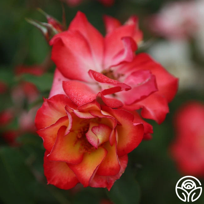 Betty Boop™ 6 Betty Boop™ - Image 4