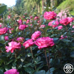 Big Momma™ -Lovely Rose Shop Big Momma 11