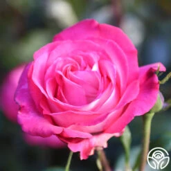 Big Momma™ -Lovely Rose Shop Big Momma 12