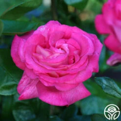 Big Momma™ -Lovely Rose Shop Big Momma 13