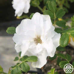 Blanc Double De Coubert -Lovely Rose Shop Blanc Double de Coubert 22