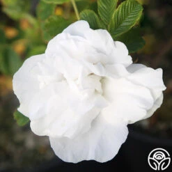 Blanc Double De Coubert -Lovely Rose Shop Blanc Double de Coubert 23