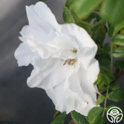 Blanc Double De Coubert -Lovely Rose Shop Blanc Double de Coubert 25