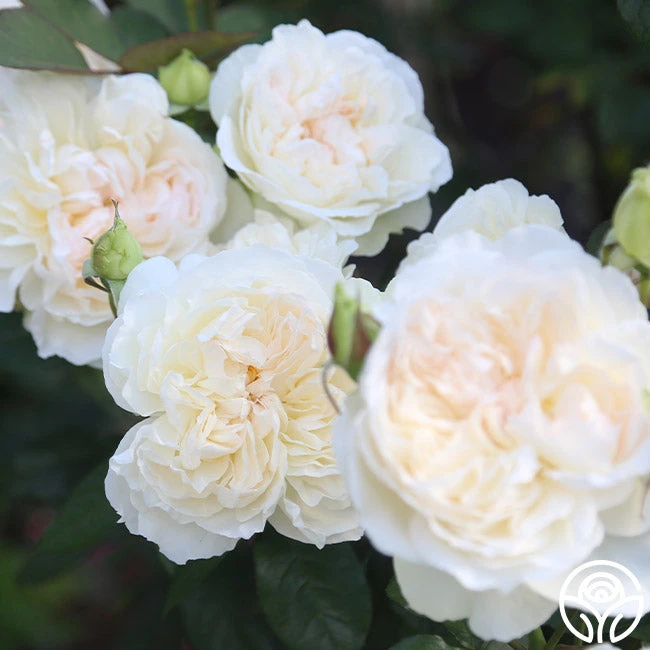 Heirloom Roses -Lovely Rose Shop Bolero 13