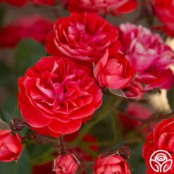 Veranda® Brilliant™ -Lovely Rose Shop Brilliant Veranda 13
